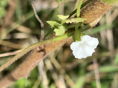 Ipomoea plebeia africana