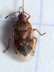 Kleidocerys resedae