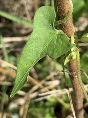 Ipomoea plebeia africana