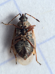 Kleidocerys resedae