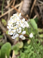 Teesdalia