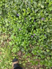 Vinca major