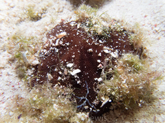 Clypeaster rosaceus