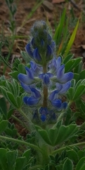 Lupinus micranthus