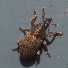 Tychius picirostris