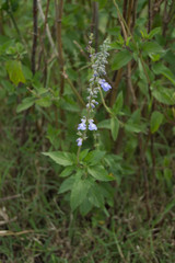 Salvia pallida