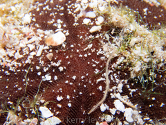 Clypeaster rosaceus