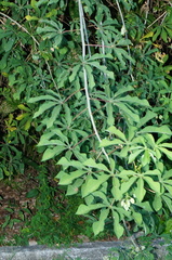 Manihot chlorosticta