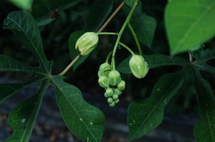 Manihot chlorosticta