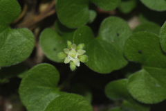 Dichondra repens