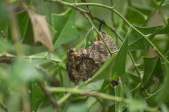 Polistes cinerascens