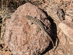 Liolaemus wiegmannii