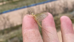 Ephemeroptera