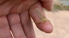 Ephemeroptera