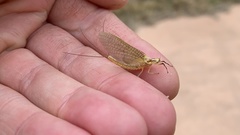 Ephemeroptera