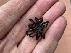 Pireneitega spinivulva