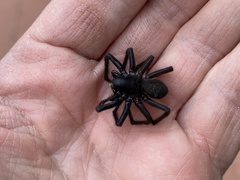Pireneitega spinivulva