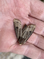 Lepidoptera