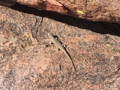 Liolaemus wiegmannii