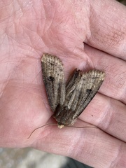 Lepidoptera