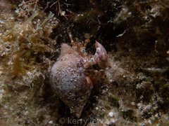 Phimochirus holthuisi