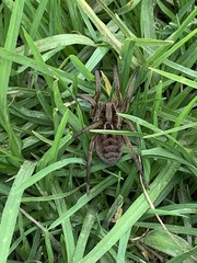 Lycosa erythrognatha