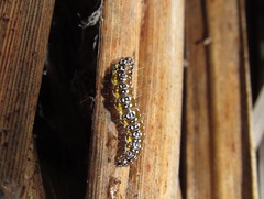 Uresiphita maorialis