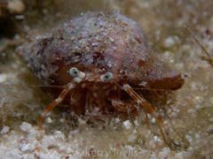 Phimochirus holthuisi