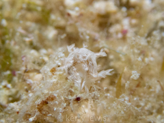 Tritonicula hamnerorum