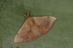 Trogoptera