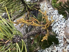 Arceuthobium tsugense