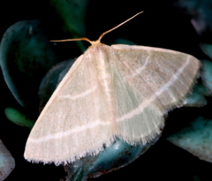 Mixocera latilineata