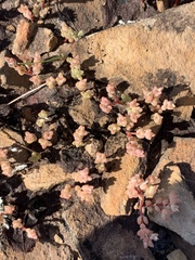 Portulaca hereroensis