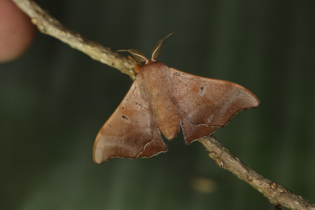 Lacosoma lygia