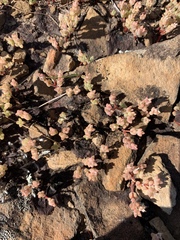Portulaca hereroensis