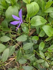 Vinca major