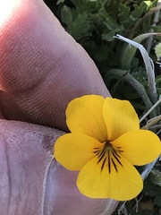 Viola douglasii
