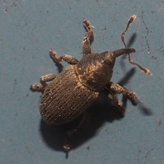 Tychius picirostris
