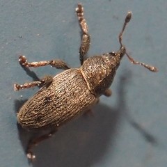 Tychius picirostris