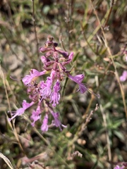Syncolostemon