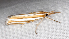 Hednota bivittella