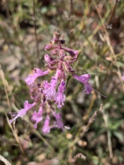 Syncolostemon