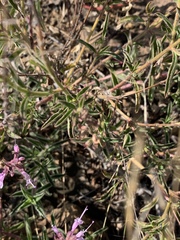 Syncolostemon