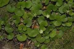 Dichondra repens