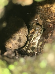 Hyla japonica