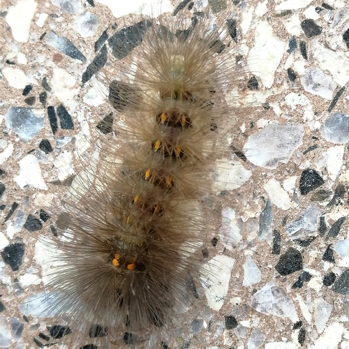 Polilla imitadora de la avispa de punta escarlata