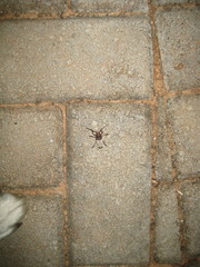 Plectropygus mucoreus