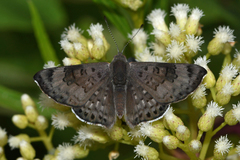 Apodemia hypoglauca hypoglauca