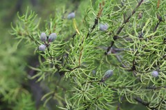 Persoonia curvifolia