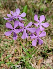 Phlox pilosa pilosa